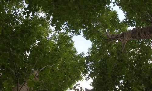 太仆寺旗天氣預(yù)報(bào)30天查詢,太仆寺旗一個(gè)月天氣