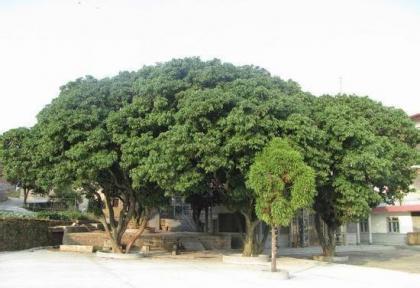 秀嶼天氣預(yù)報(bào)30天查詢,秀嶼區(qū)一個(gè)月天氣