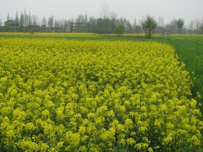 仙桃天氣預(yù)報30天查詢,仙桃一個月天氣