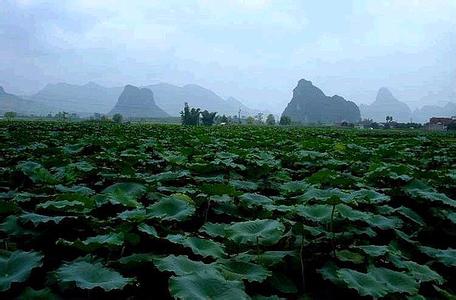 柳江天氣預報30天查詢,柳江縣一個月天氣