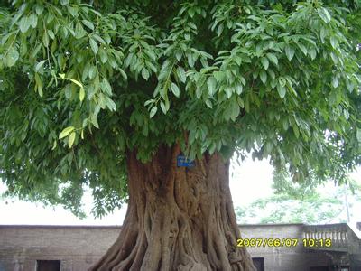 綏江天氣預(yù)報(bào)30天查詢,綏江縣一個(gè)月天氣