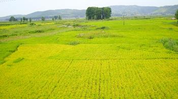 雞西梨樹(shù)天氣預(yù)報(bào)_梨樹(shù)天氣預(yù)報(bào)一周7天10天15天雞西梨樹(shù)天氣預(yù)報(bào),梨樹(shù)天氣預(yù)報(bào)一周7天10天15天