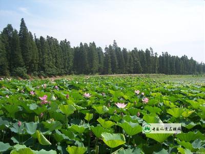 湖北武漢天氣預(yù)報(bào)_武漢天氣預(yù)報(bào)一周7天10天15天湖北武漢天氣預(yù)報(bào),武漢天氣預(yù)報(bào)一周7天10天15天
