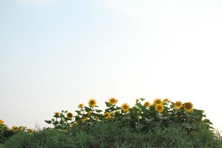 蠡縣pm2.5實(shí)時(shí)查詢(xún),蠡縣空氣質(zhì)量指數(shù)查詢(xún)