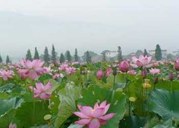 蓮花天氣預(yù)報(bào)15天查詢