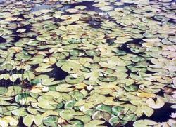 長春蓮花自然保護區(qū)天氣