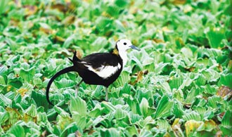 臺灣關(guān)渡自然公園天氣