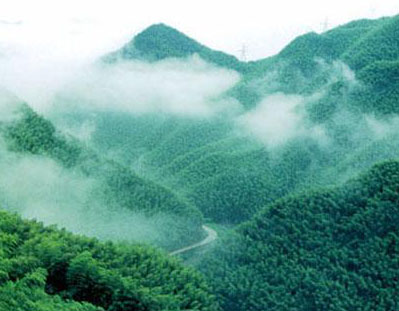 安吉中國(guó)大竹海天氣