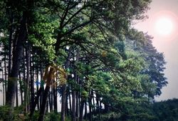 麗水遂昌金礦旅游區天氣