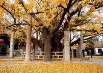 莒縣浮來山風(fēng)景區(qū)天氣
