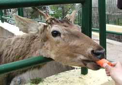 青島動(dòng)物園天氣