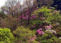 延慶松山森林旅游區(qū)天氣
