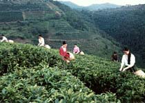 興寧黃蜂窩茶山旅游區天氣