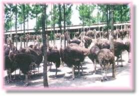 韶關(guān)乳源鴕鳥(niǎo)養(yǎng)殖場(chǎng)天氣