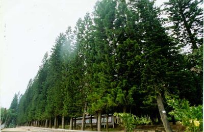 陽(yáng)江金山森林公園天氣