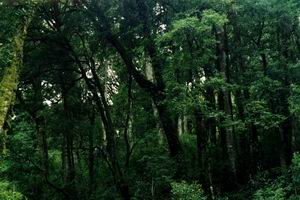 西雙版納自然保護區天氣