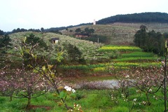 永川黃瓜山百里果鄉(xiāng)天氣