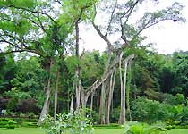 景洪獨(dú)樹(shù)成林天氣